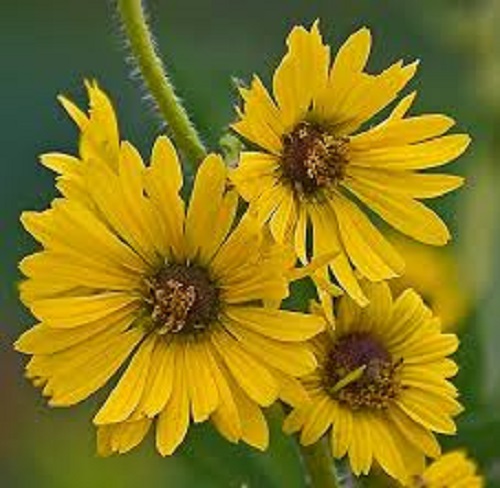 SILPHIUM LACINATUM