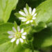 STELLARIA MEDIA