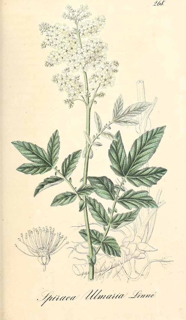 SPIRAEA ULMARIA