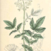 SPIRAEA ULMARIA