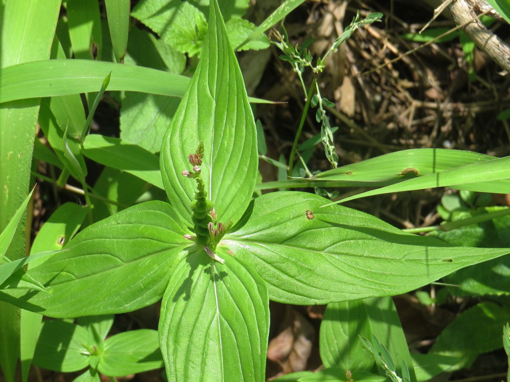 SPIGELIA ANTHELMIA