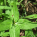 SPIGELIA ANTHELMIA