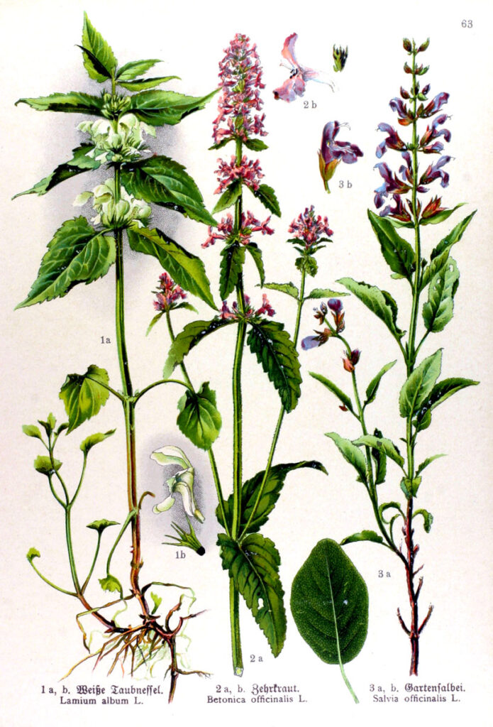 STACHYS BETONICA