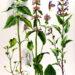 STACHYS BETONICA