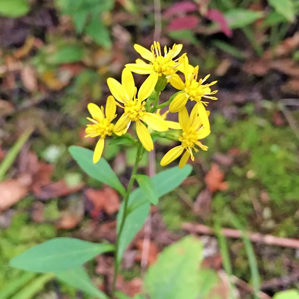 SOLIDAGO VIRGAUREA