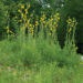 SILPHIUM LACINATUM