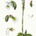 SPIRANTHES