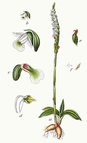 SPIRANTHES