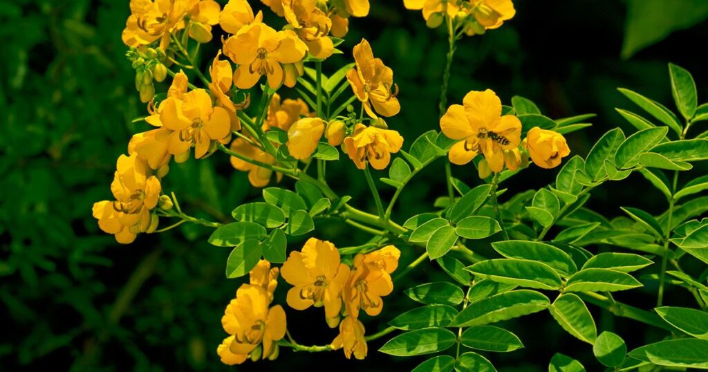 senna-cassia-angustifolia