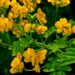 senna-cassia-angustifolia