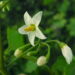 SOLANUM NIGRUM