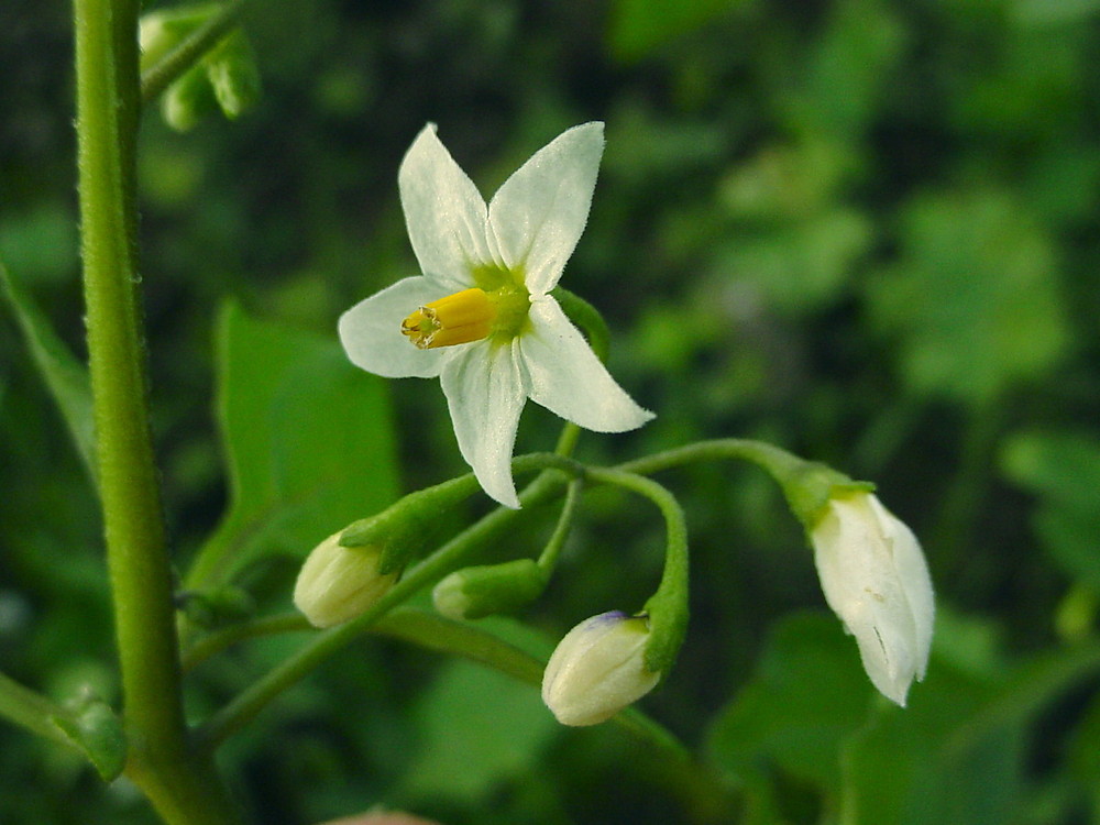 SOLANUM NIGRUM