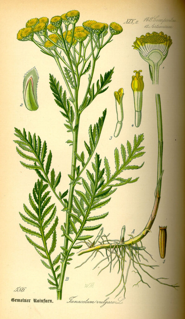 TANACETUM VULGARE