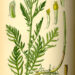 TANACETUM VULGARE