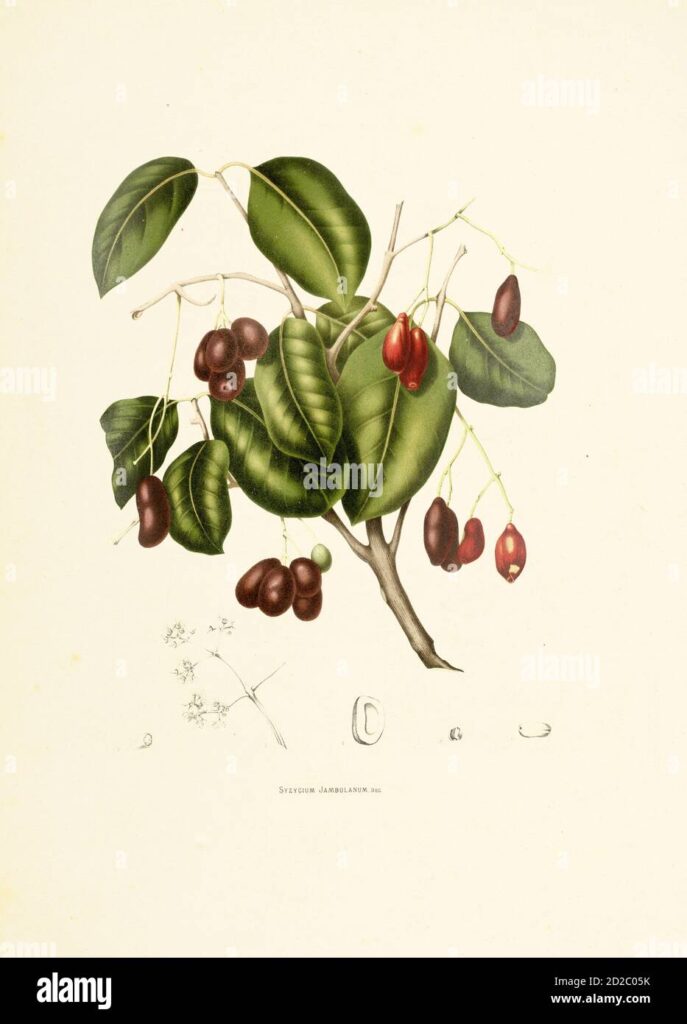 SYZYGIUM JAMBOLANUM