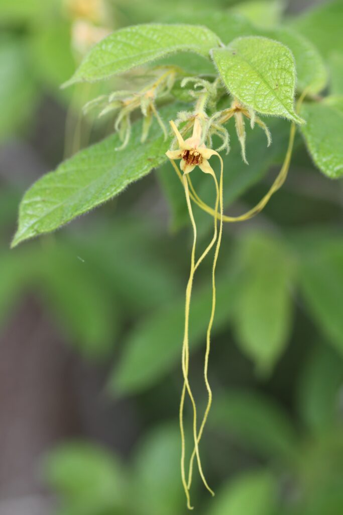 STROPHANTHUS HISPIDUS