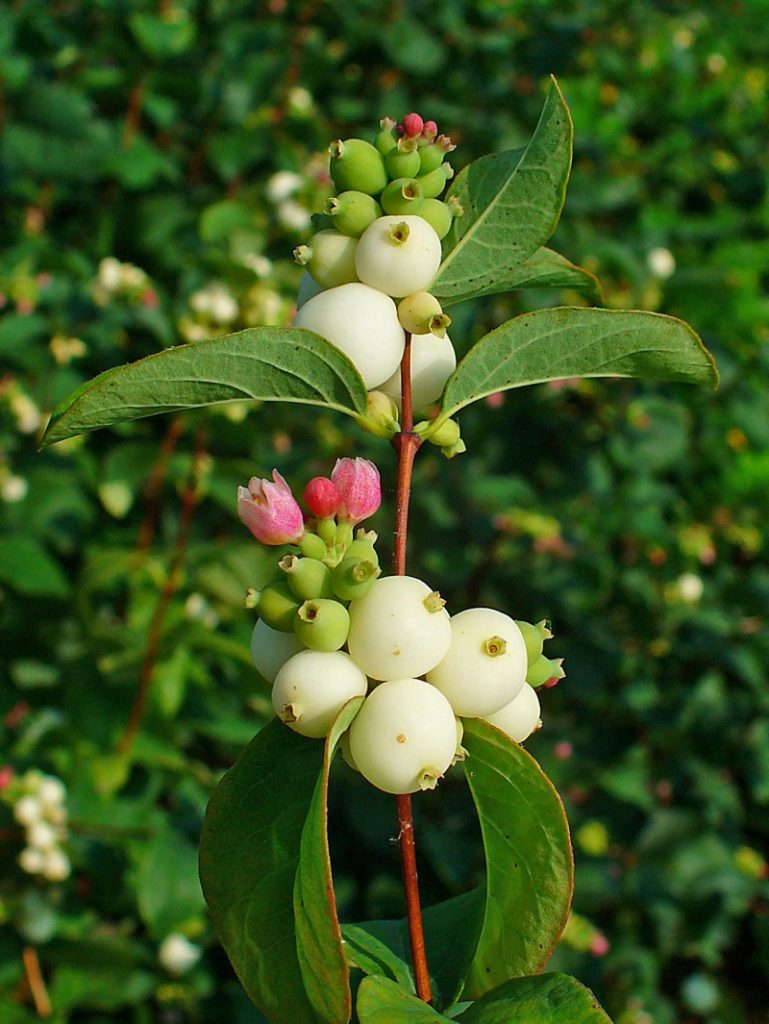 SYMPHORICARPUS RACEMOSUS