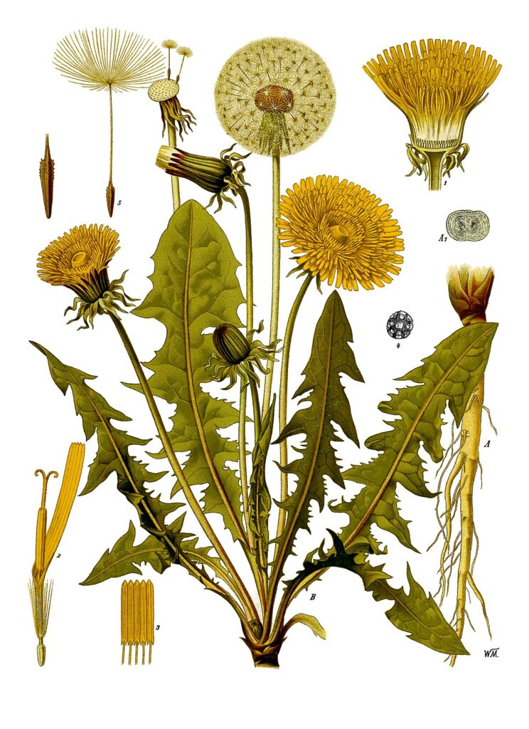 TARAXACUM OFFICINALE