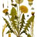 TARAXACUM OFFICINALE