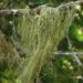 USNEA BARBATA