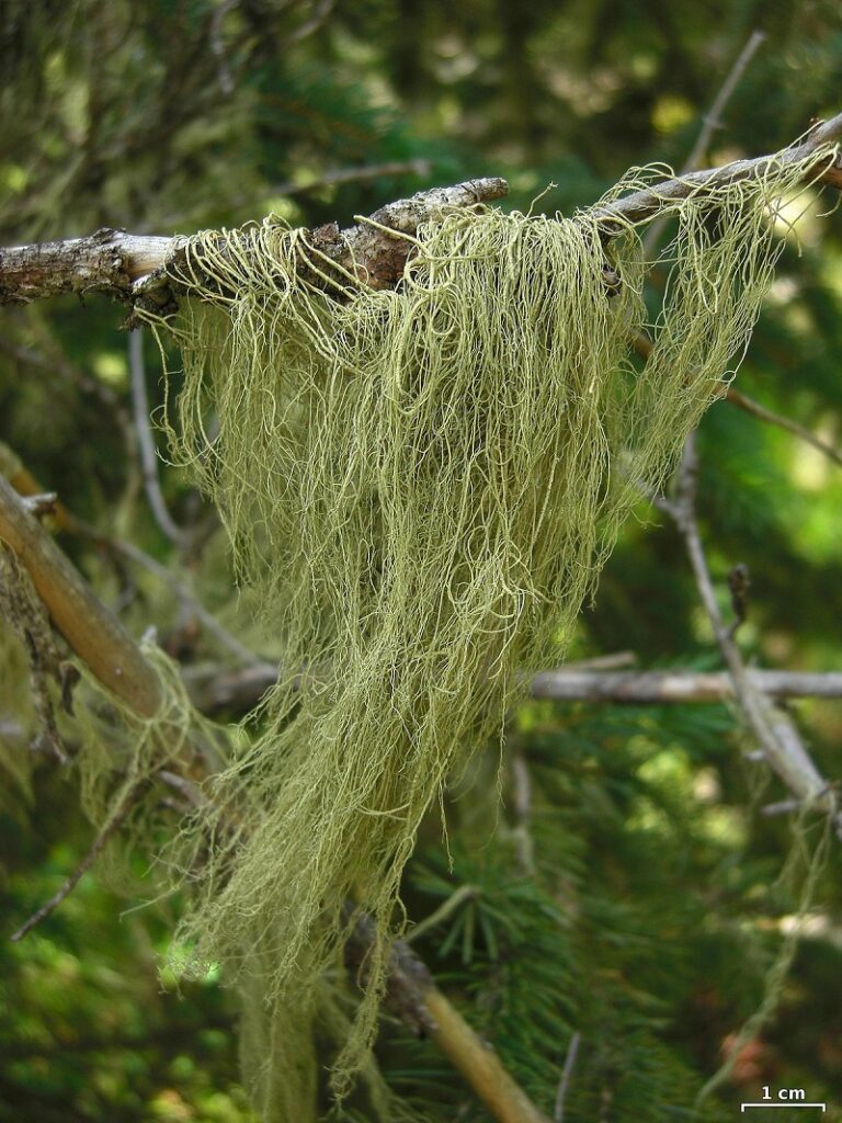 USNEA BARBATA