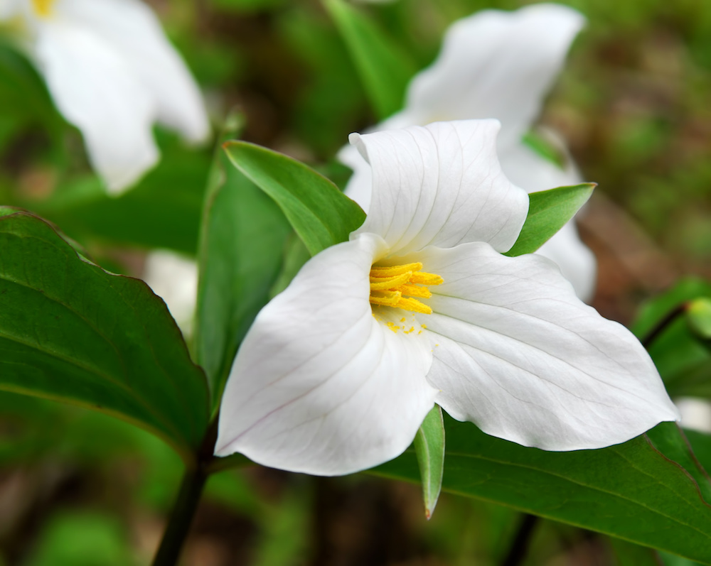 TRILLIUM PENDULUM