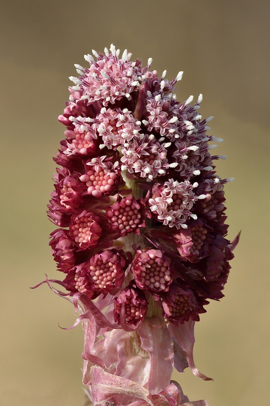 TUSSILAGO PETASITES