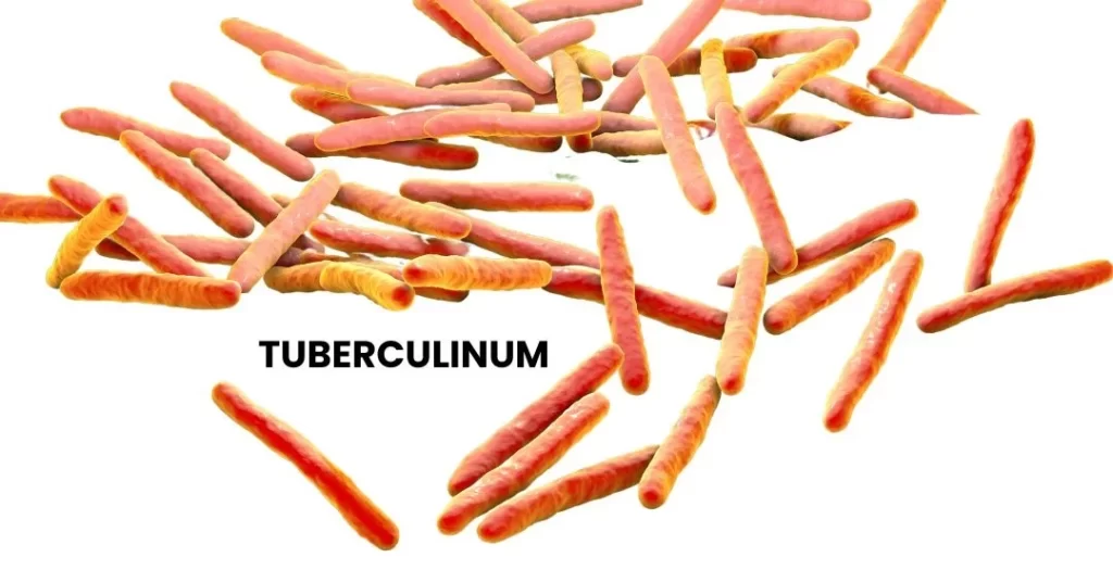 TUBERCULINUM