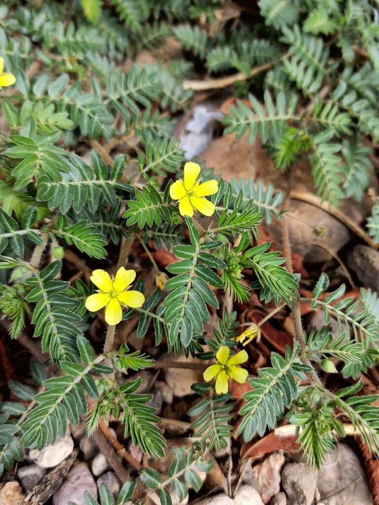 TRIBULUS TERRESTRIS