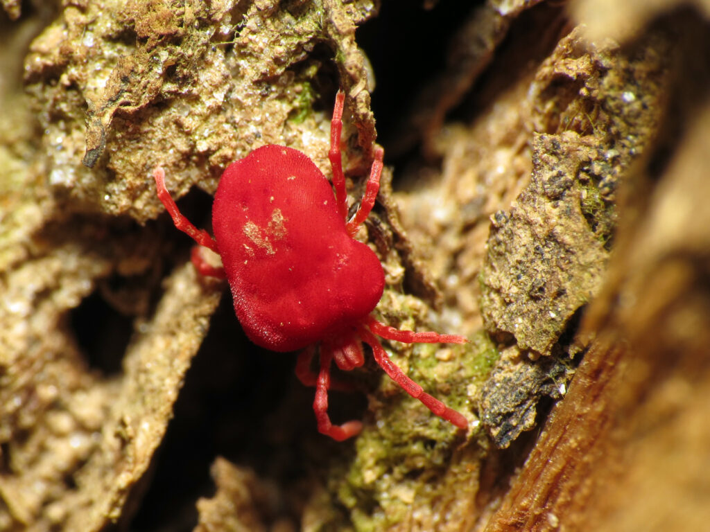 TROMBIDIUM MUSCAE DOMESTICAE