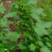 Stinging-nettle,URTICA URENS