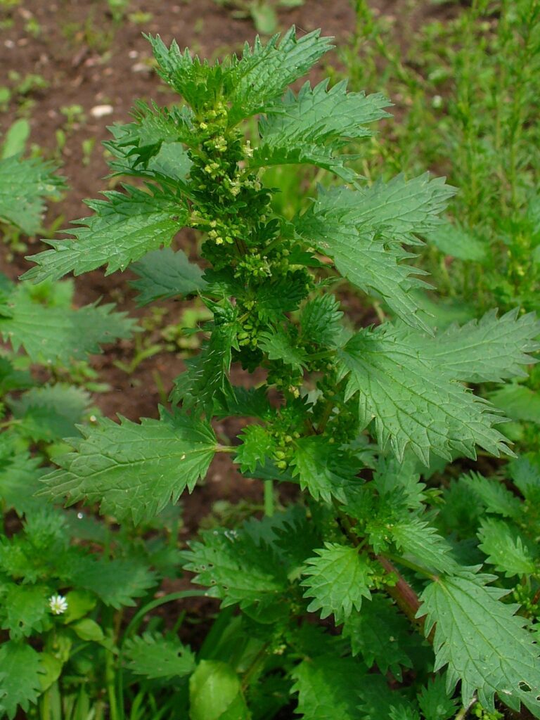 Stinging-nettle,URTICA URENS