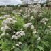 VALERIANA OFFICINALIS