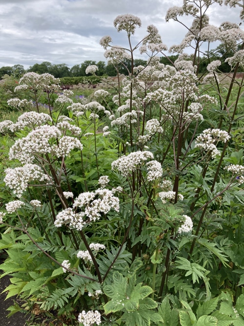 VALERIANA OFFICINALIS