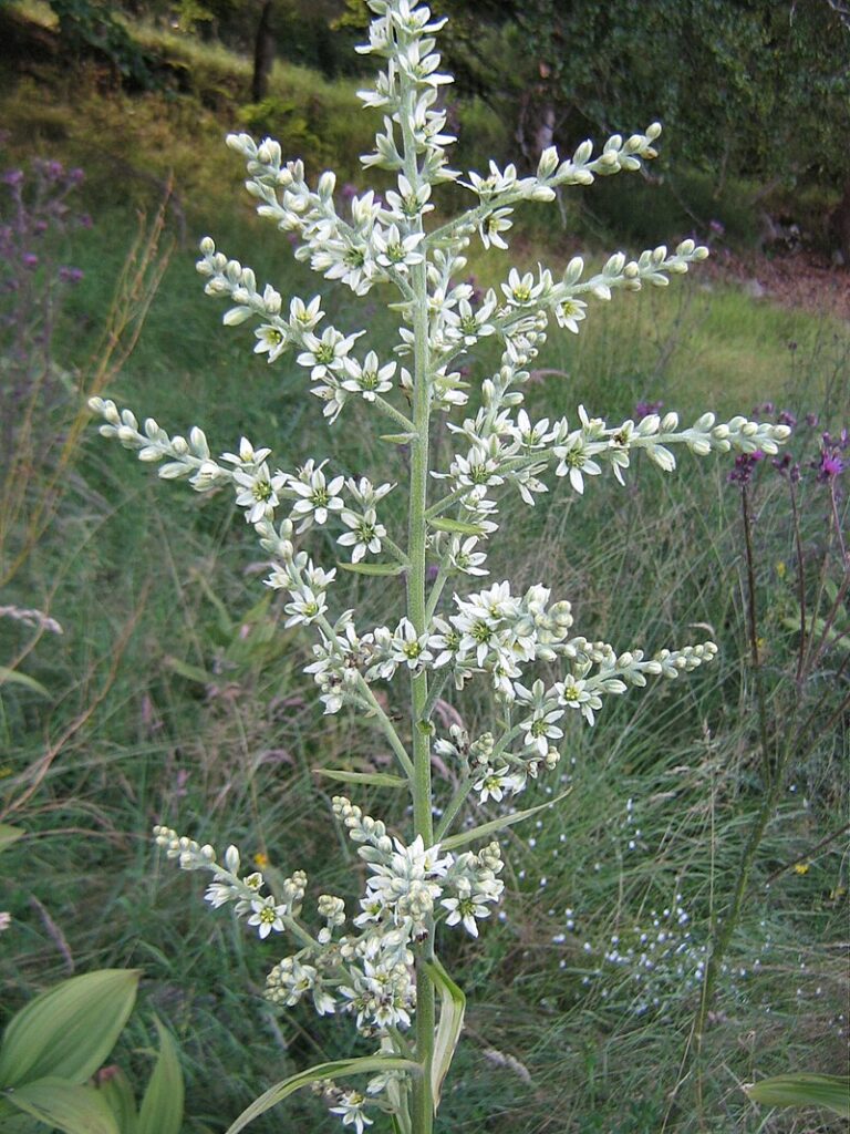 VERATRUM ALBUM