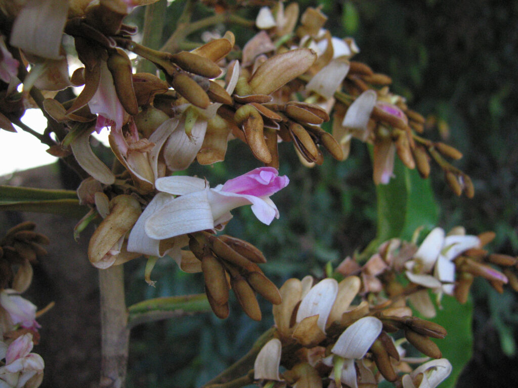 TONGO-DIPTERIX ODORATA