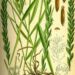 TRITICUM REPENS-AGROPYRON REPENS