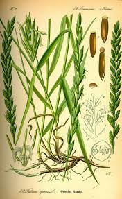 TRITICUM REPENS-AGROPYRON REPENS