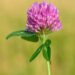 TRIFOLIUM PRATENSE