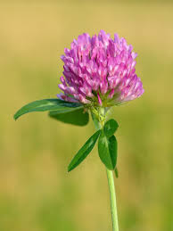 TRIFOLIUM PRATENSE