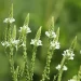 VERBENA URTICAEFOLIA