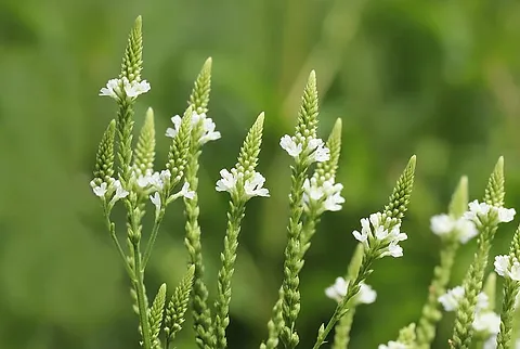 VERBENA URTICAEFOLIA