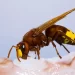 VESPA CRABRO