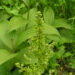 VERATRUM VIRIDE