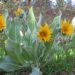 WYETHIA HELENOIDES