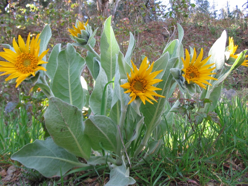 WYETHIA HELENOIDES