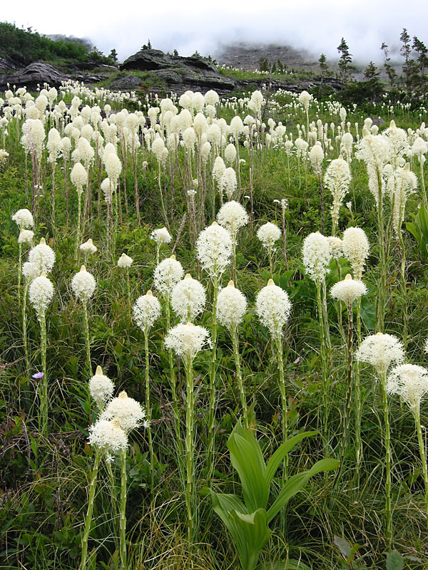 XEROPHYLLUM