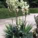 YUCCA FILAMENTOSA