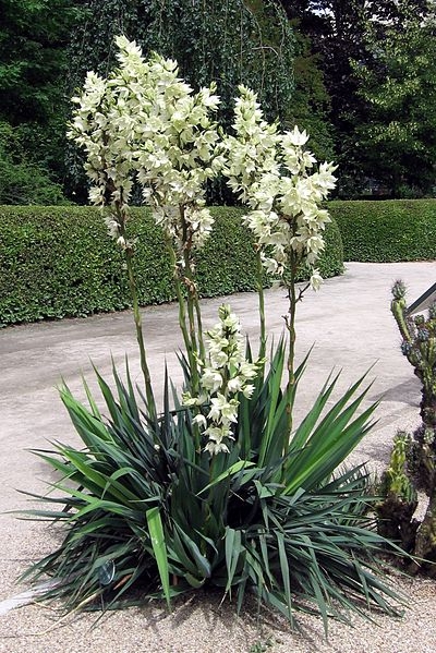 YUCCA FILAMENTOSA