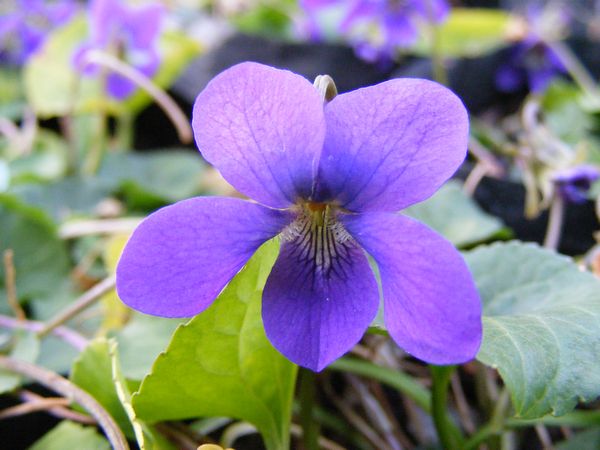 VIOLA ODORATA